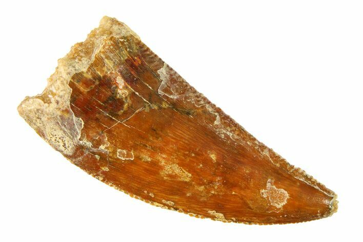 Serrated, Raptor Tooth - Real Dinosaur Tooth #297492